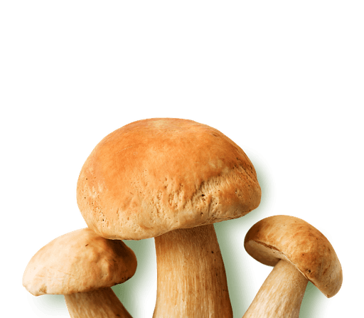 Грибы